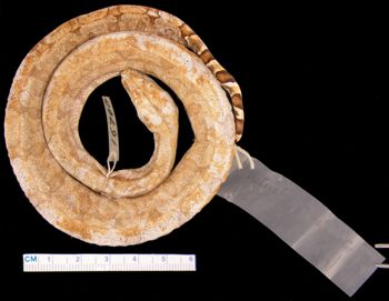 Media type: image; Herpetology R-16700